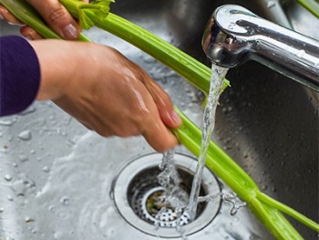 Lavage de celeri