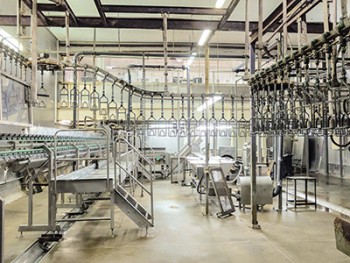 abattoir chaines